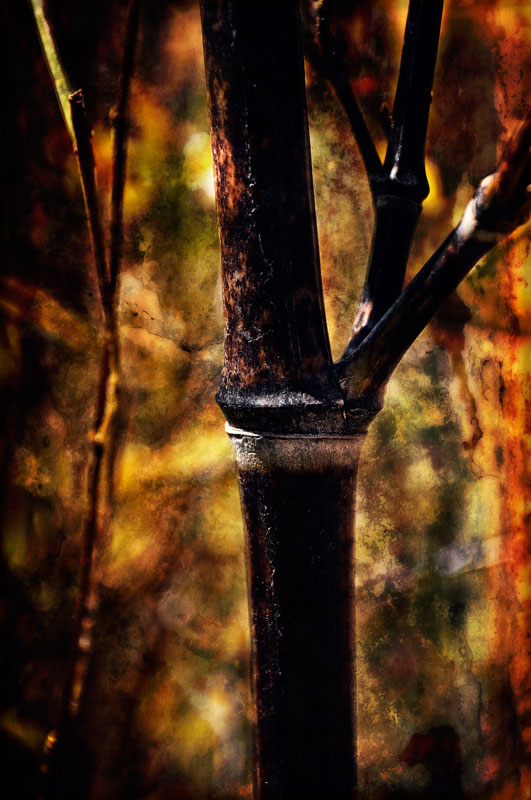 Black Bamboo by Ana Nelson