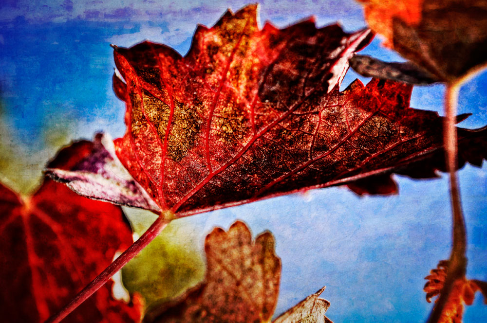 Grape Leaves