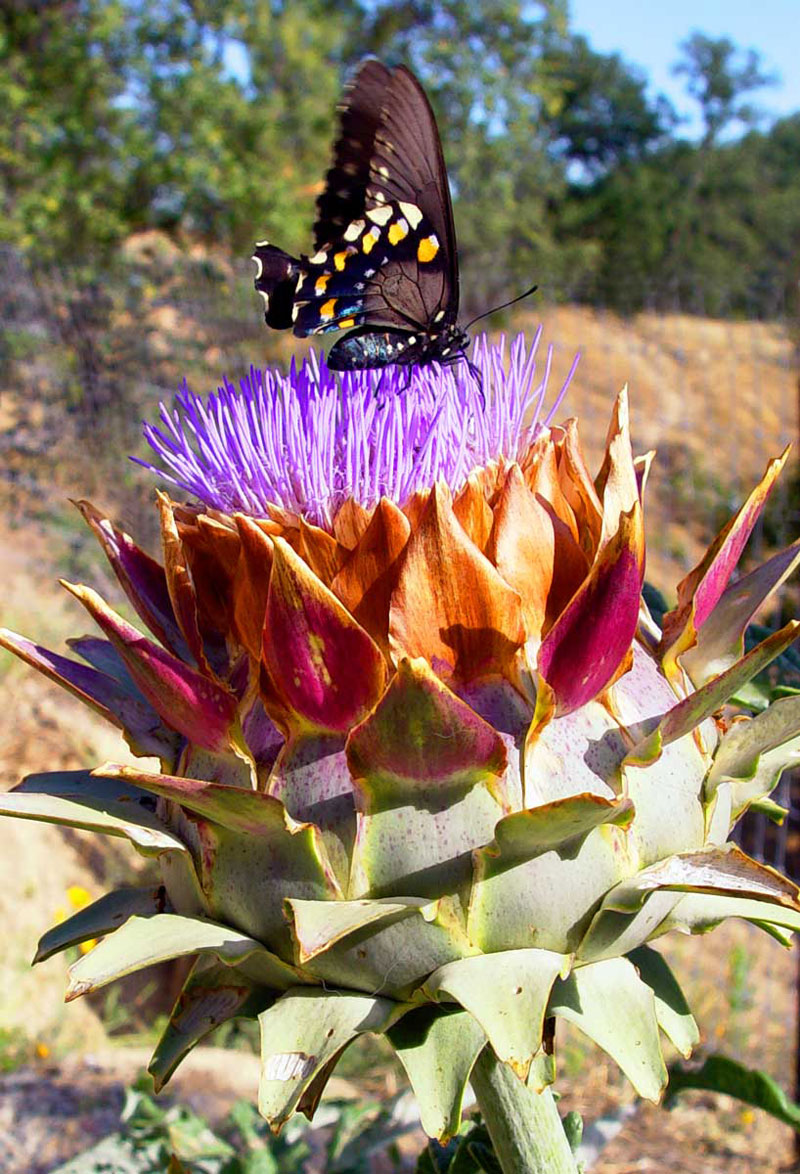 Butterfly Landing by Ana Nelson