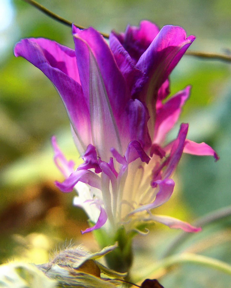 Purple Feathers