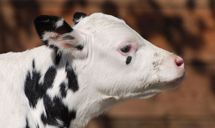 Black and White Cow