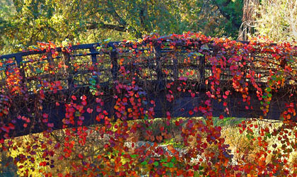 Davis Arboretum