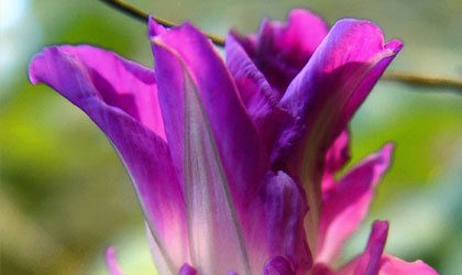 Purple Feathers