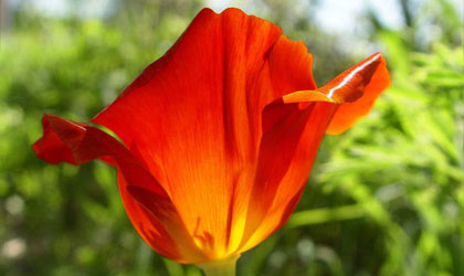 Red Poppy