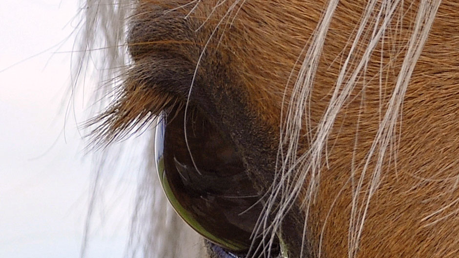 Palomino Eyed - Photo by Anastasia Nelson