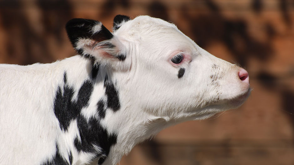 Black and White Cow - Photo by Anastasia Nelson