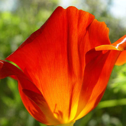 Red Poppy