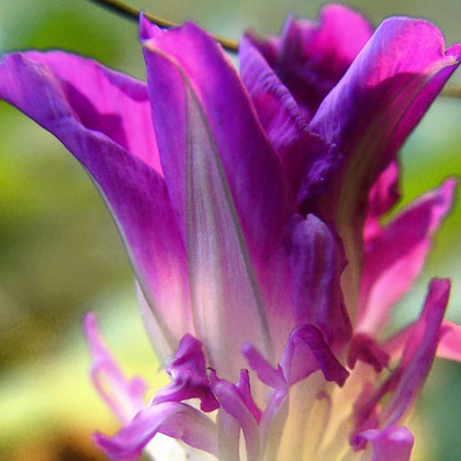 Purple Feathers